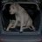 DoggyStyle
